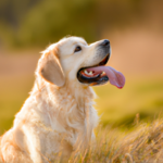 Psy rasowe kontra psy mieszane – jak wybrać idealnego towarzysza na lata?